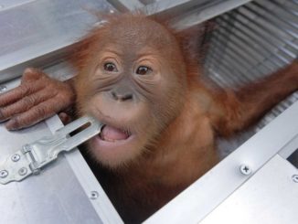 The two-year old orangutan looks out of a cage after being confiscated in Bali, Indonesia.