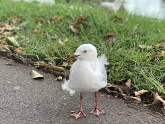 Sea Mew in the wind