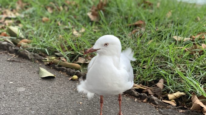 Sea Mew in Campus Sea Mew in the wind