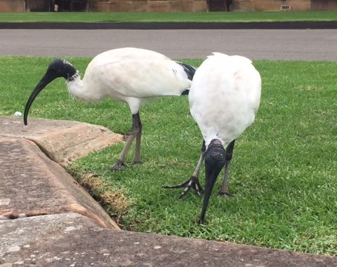 Ibises peck at the ground