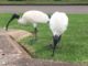 Ibises peck at the ground