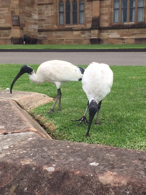 Ibises peck at the ground