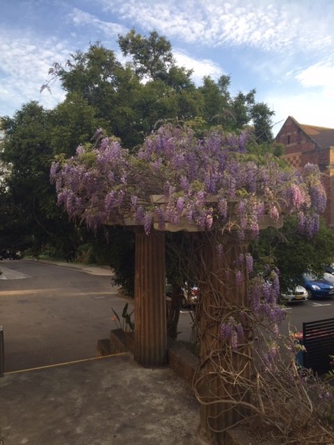 Two pillars covered in purple wistera flowers