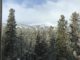 Trees covered in snow