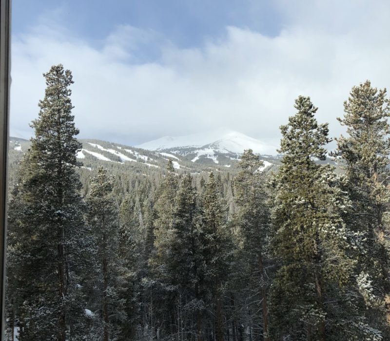 Trees covered in snow