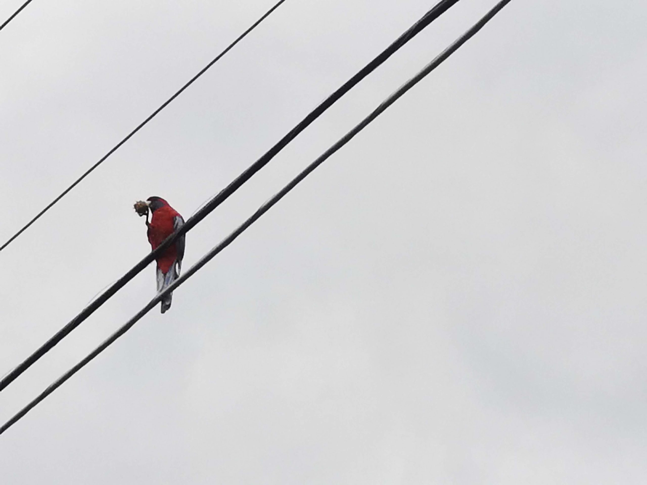 crimson rosella in a wire