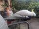 A curious bird explores man-made structures.