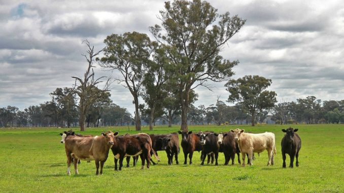 cattle