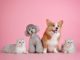 two cats, a poodle and a corgie on a pink background