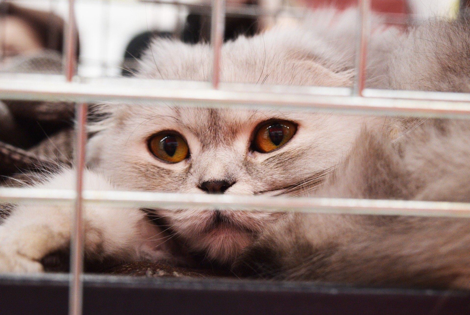 grey cat in a cage in a shelter