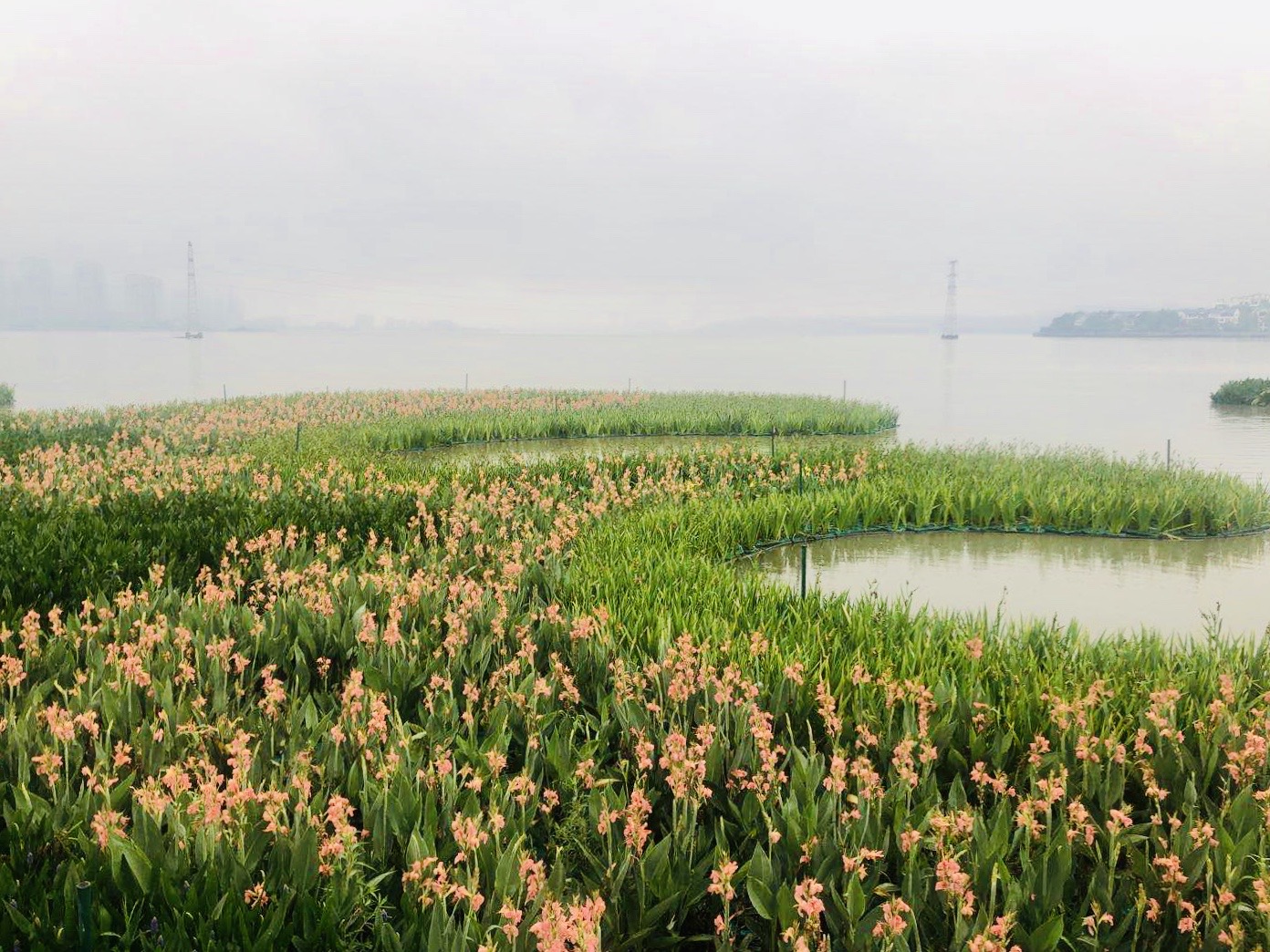 Flowers are blooming by Yangzi River in Wuhan in May