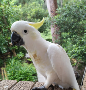 A white cockatoo standing near a window.