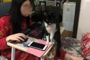 Liu is having an online class in her pyjamas on the couch with her cat sitting next to her laptop.