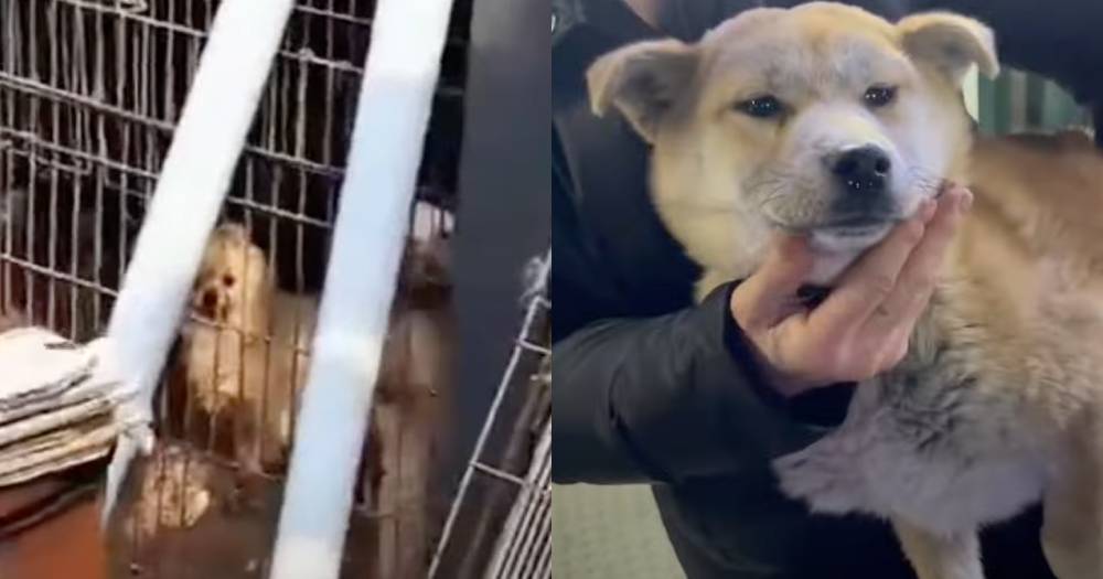 Over 1,000 dogs found starved to death in man's home in South Korea ...