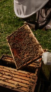 The beekeeper and his hive