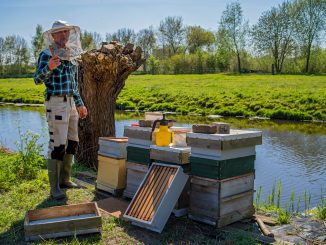 A beekeeper with his bees Credit: Unsplash