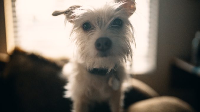 josh-sorenson-rclSYYDrfBo-unsplash Pets owner stressed by Australia new rules of bringing animals in the country