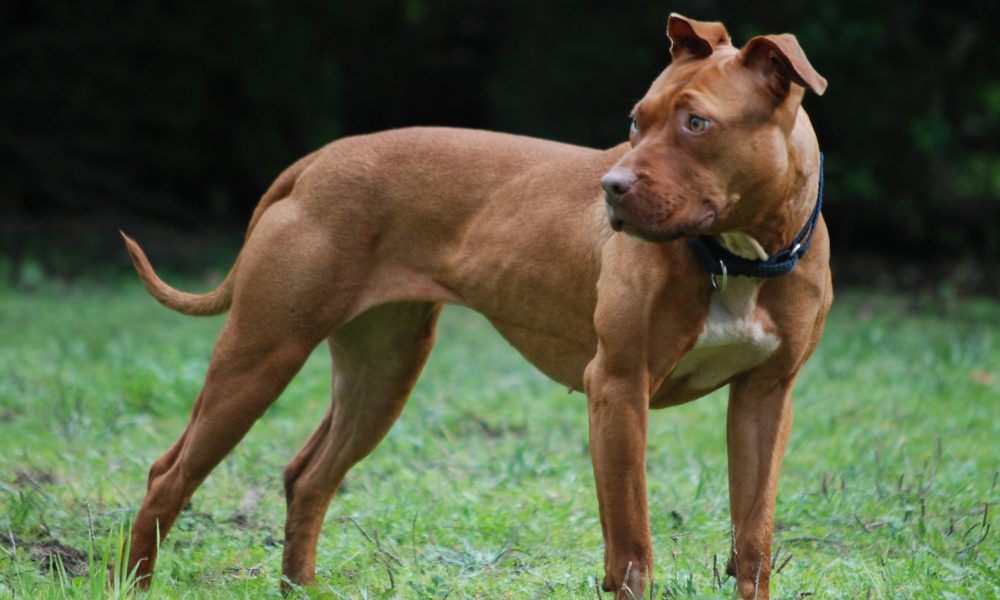 An American Pit Bull looking back