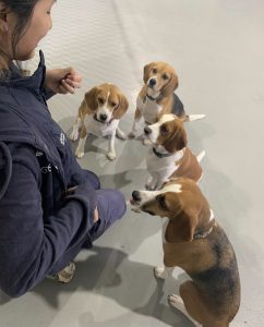 Zandra playing with four beagles during her placement