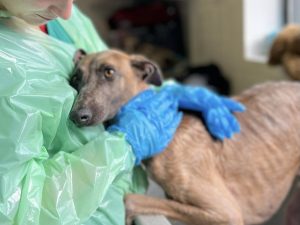 (Homeless animals, source: Dogs & Cats Home)