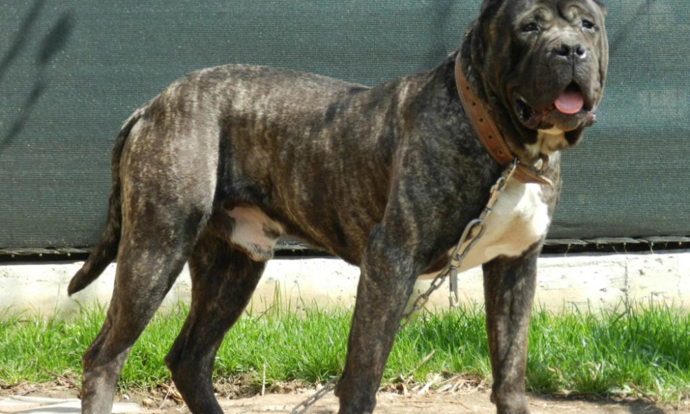 A chained Presa Canario standing up.