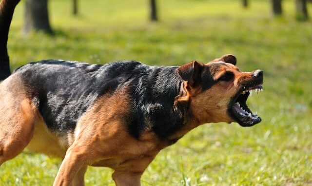 dog-bite3_640