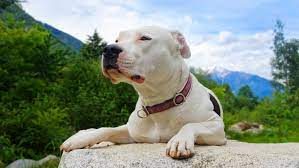 A Dogo Argentino resting on a rock
