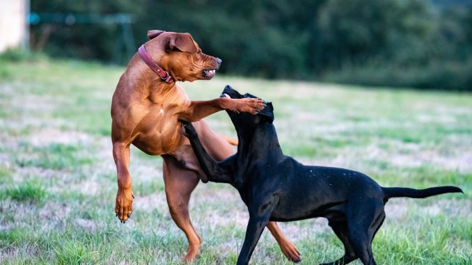 Two dogs fighting