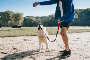 Men training a dog with a ball