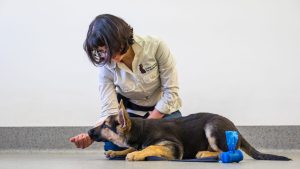 A woman training a dog
