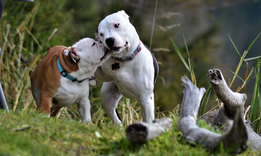 two adult white Dogo Argentino dogs