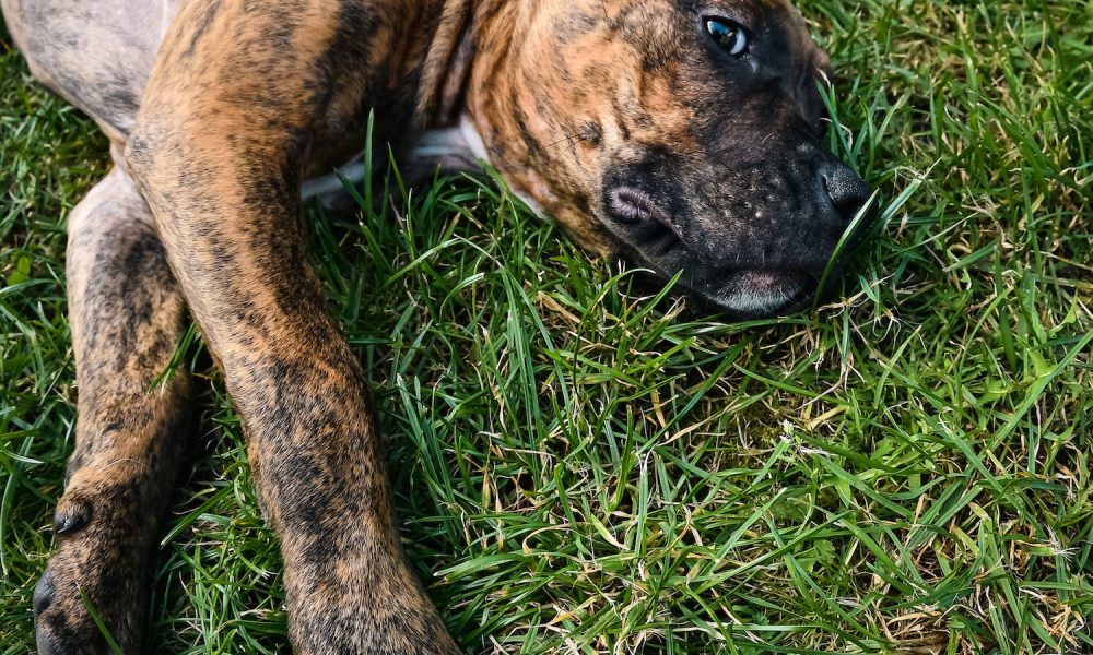 Close-Up Shot of a Dog Lying on the Grass