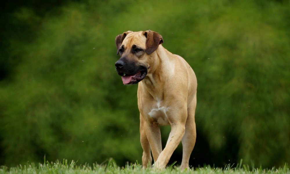 Dog on the Green Grass