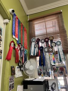 rewards of the pet studio
